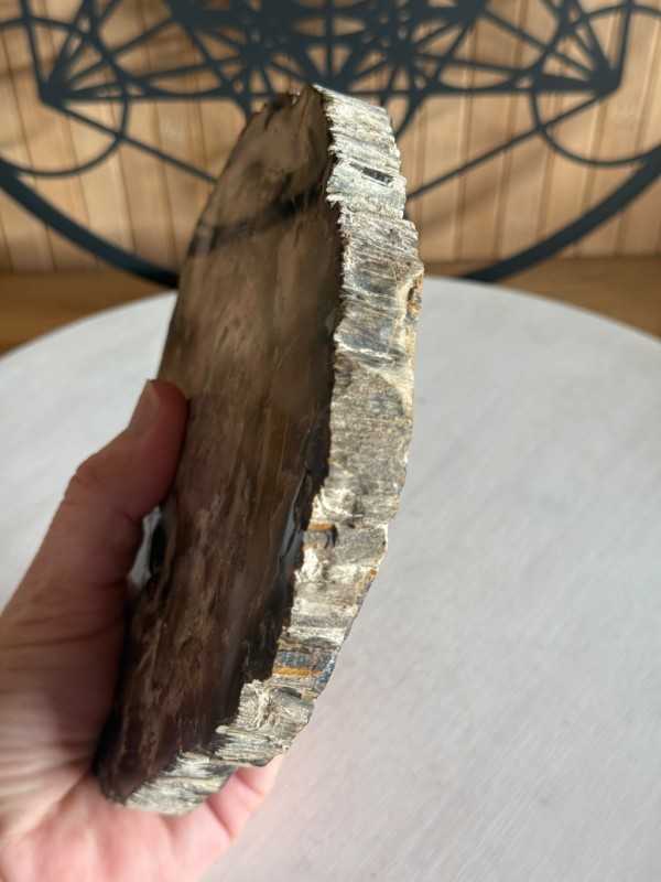 Bois fossilisé (0.7kg)