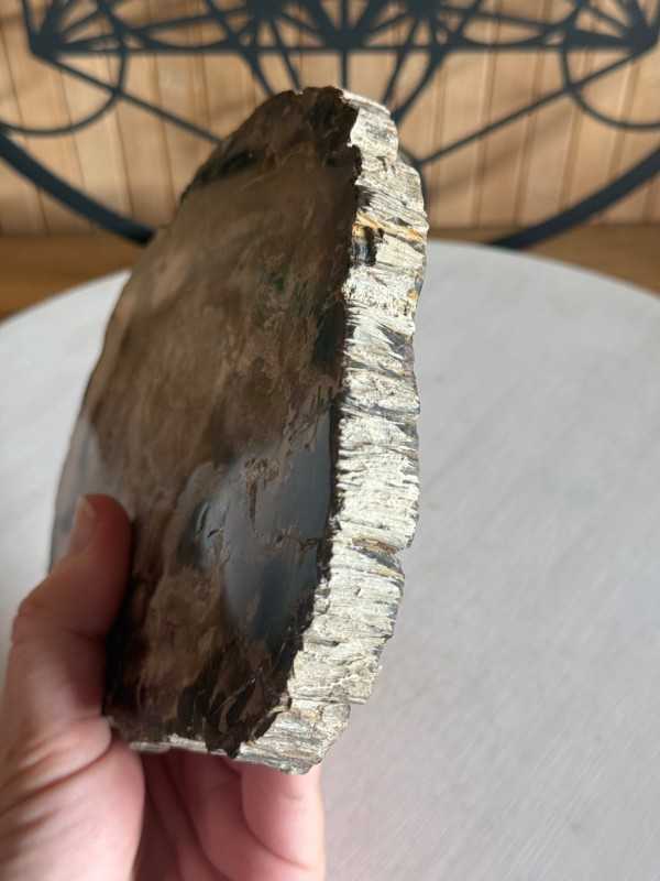 Bois fossilisé (0.7kg)