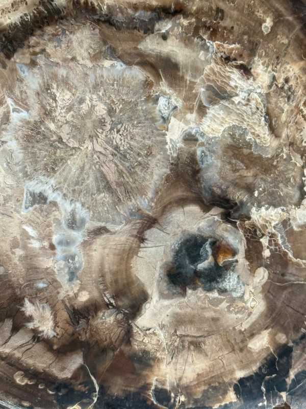 Bois fossilisé (0.7kg)