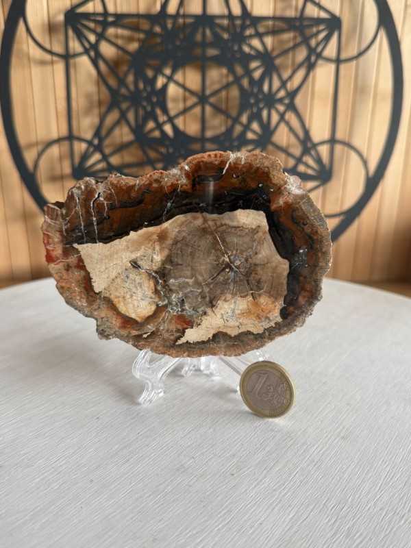 Bois fossilisé (0.24kg)