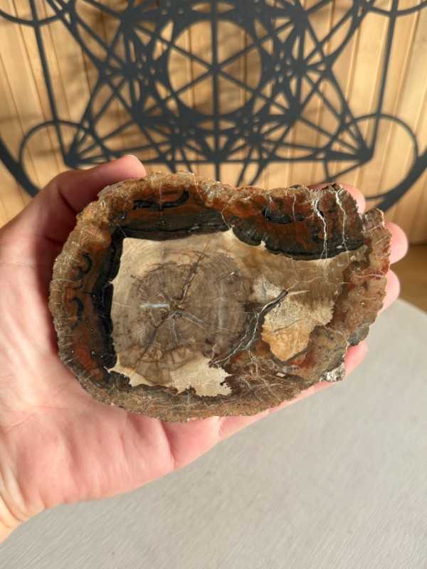 Bois fossilisé (0.24kg)