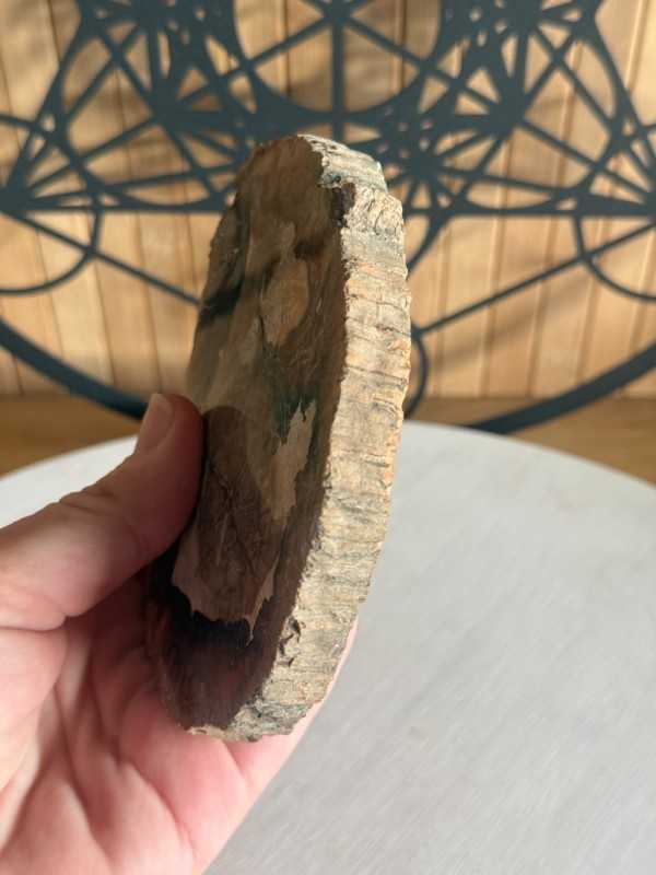 Bois fossilisé (0.24kg)