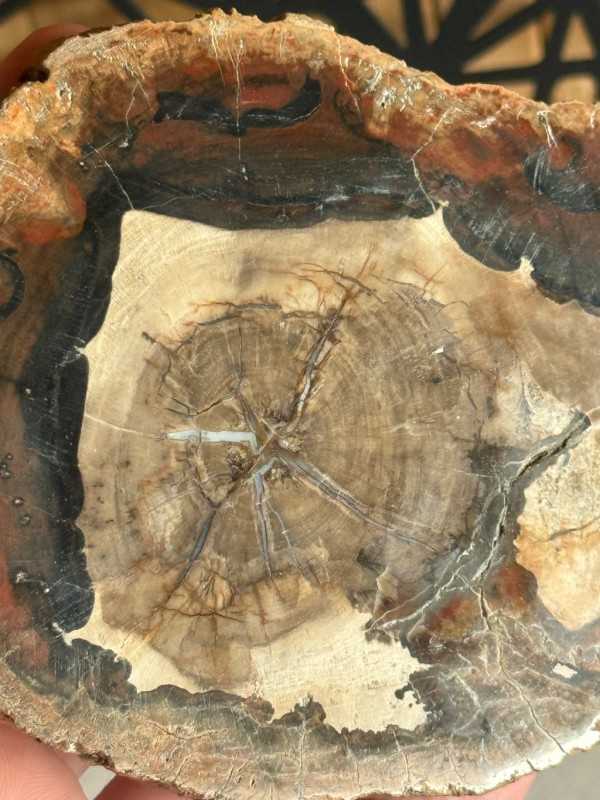 Bois fossilisé (0.24kg)