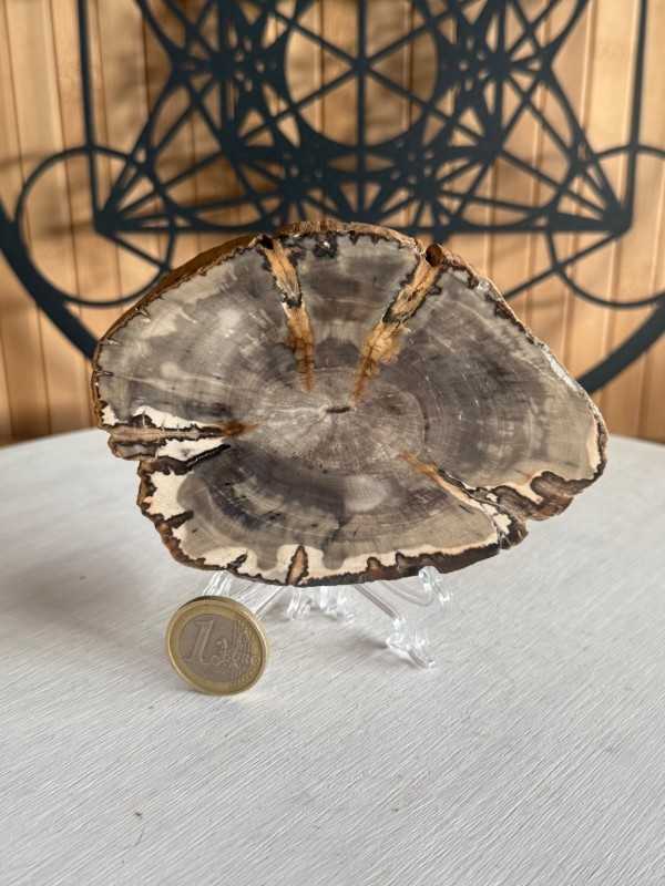 Bois fossilisé (0.23kg)