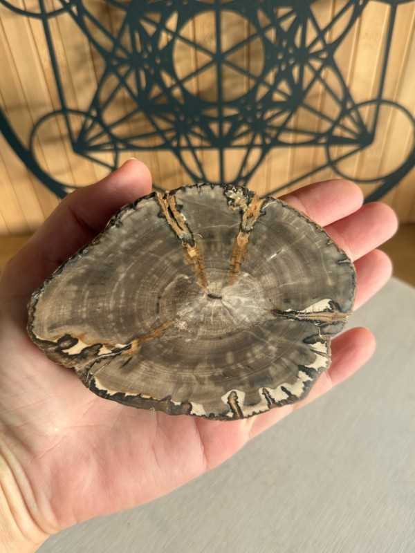 Bois fossilisé (0.23kg)