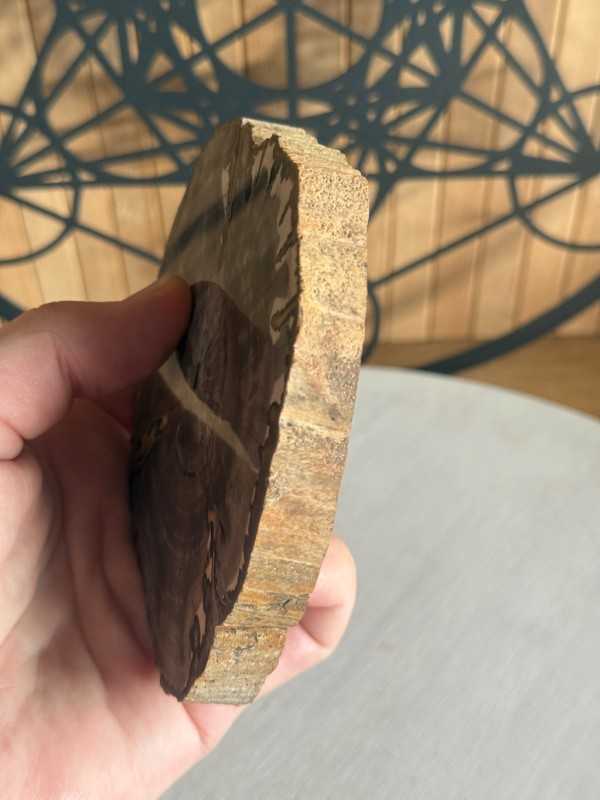 Bois fossilisé (0.23kg)