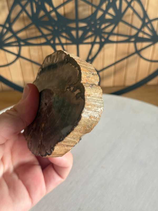 Bois fossilisé (0.23kg)