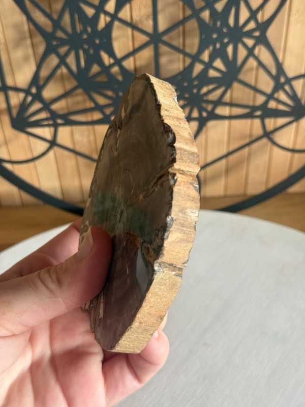 Bois fossilisé (0.23kg)