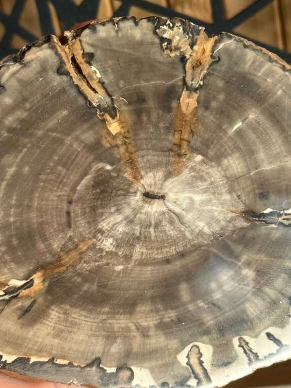 Bois fossilisé (0.23kg)