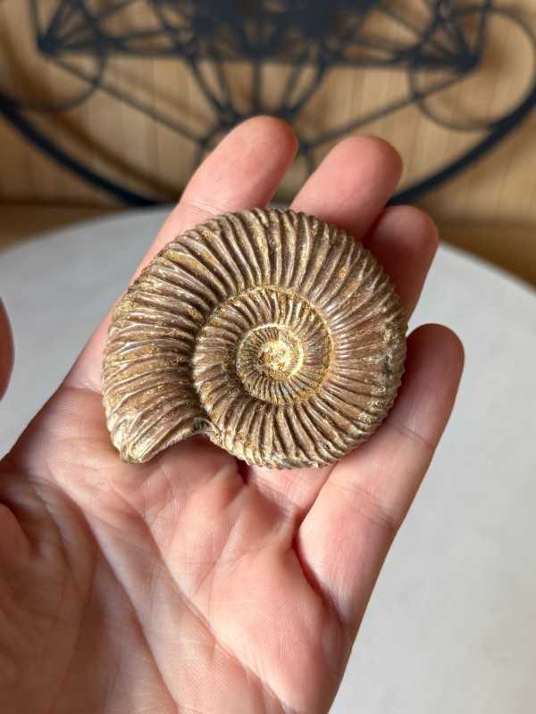Ammonite (0.08kg)