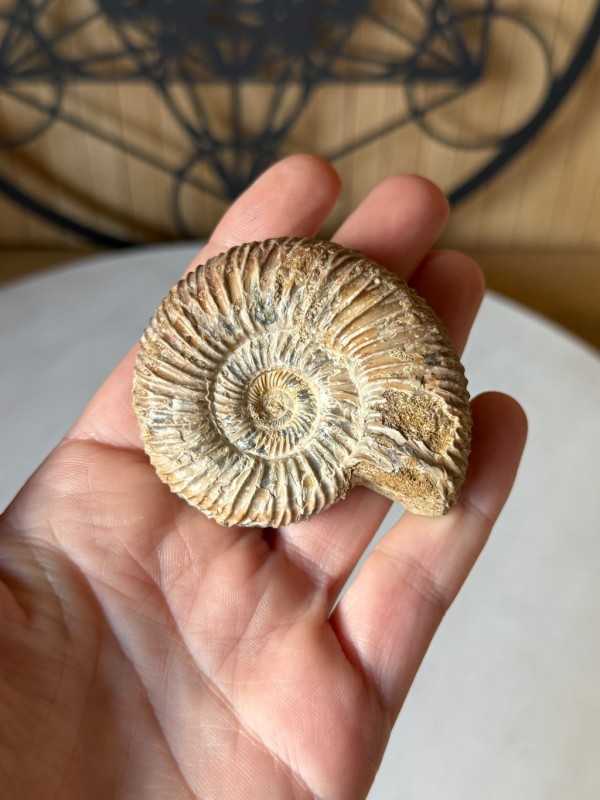 Ammonite (0.08kg)
