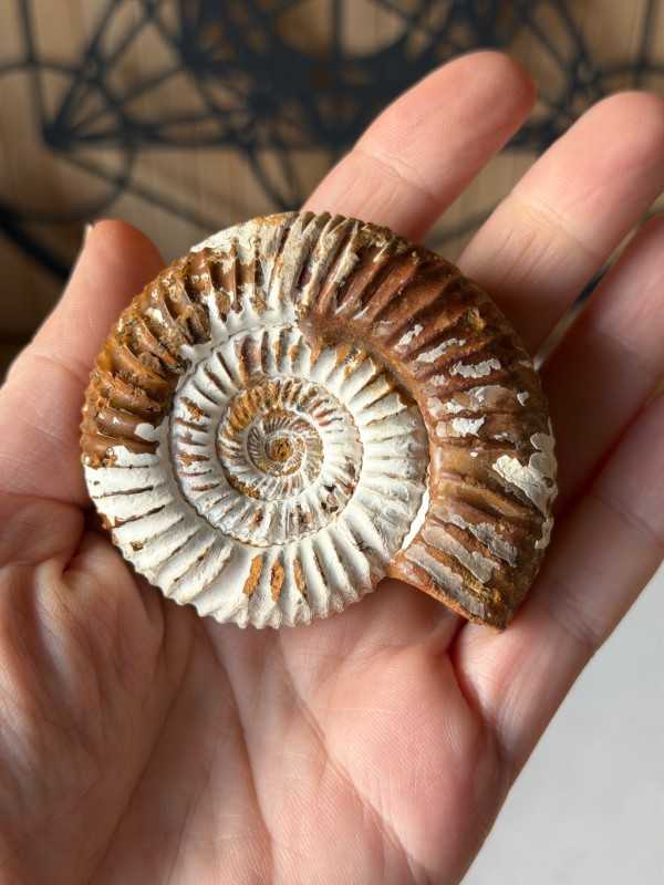 Ammonite (0.095kg)