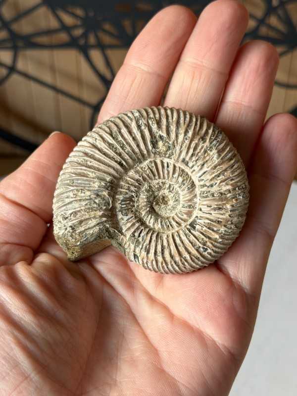 Ammonite (0.081kg)