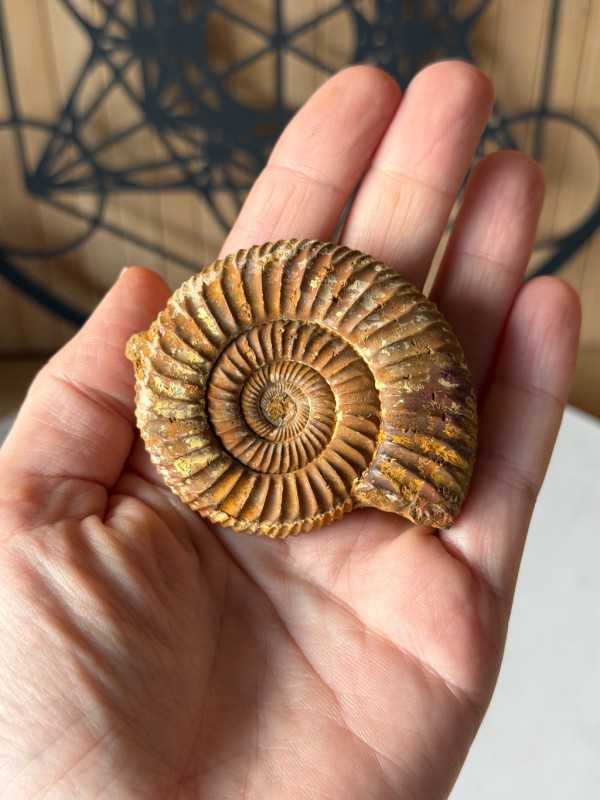 Ammonite (0.066kg)