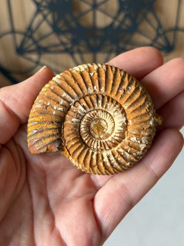 Ammonite (0.066kg)