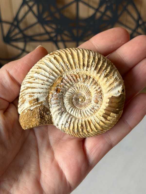 Ammonite (0.103kg)