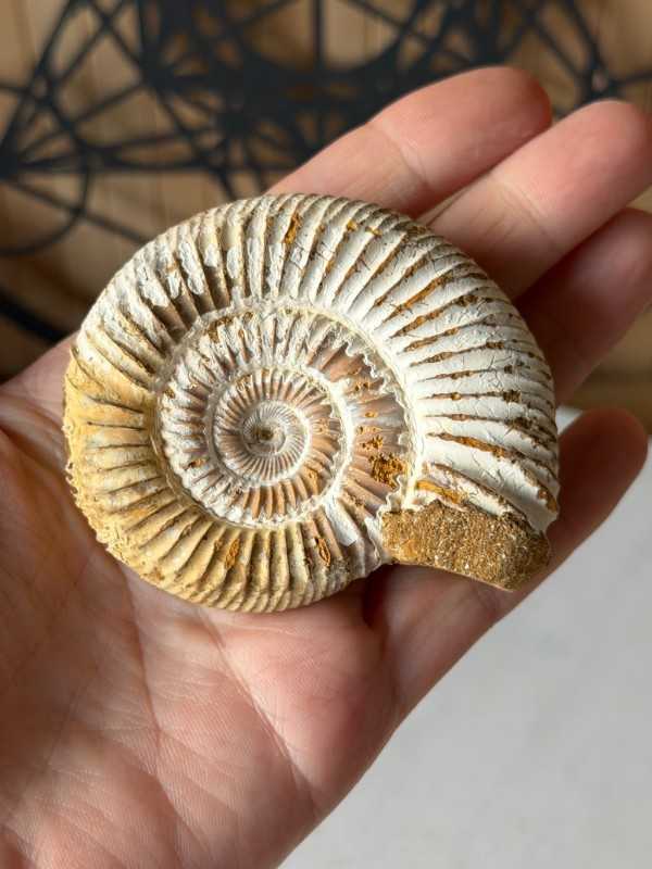 Ammonite (0.103kg)