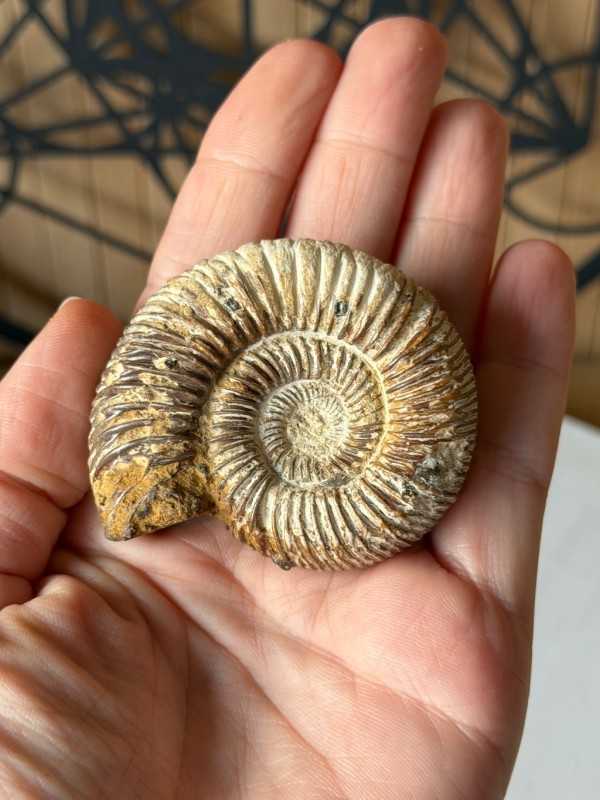 Ammonite (0.072kg)