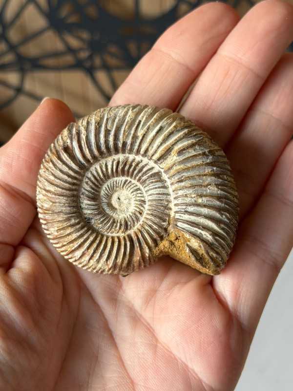 Ammonite (0.072kg)