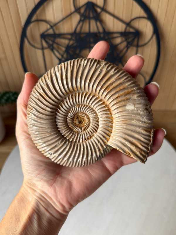 Ammonite (0.487kg)