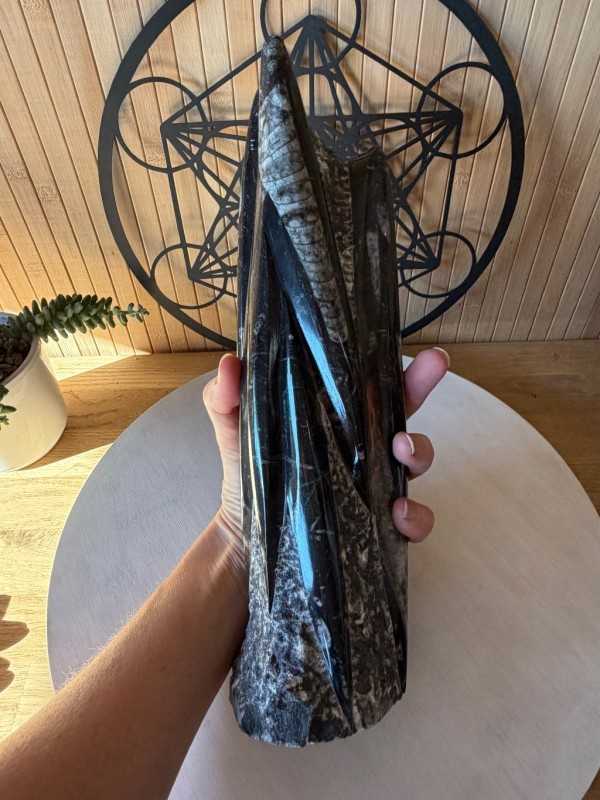 Sculpture en Orthoceras (2.664kg)