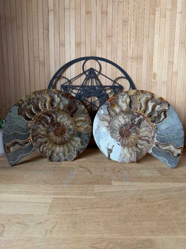 Ammonite (2.475kg)
