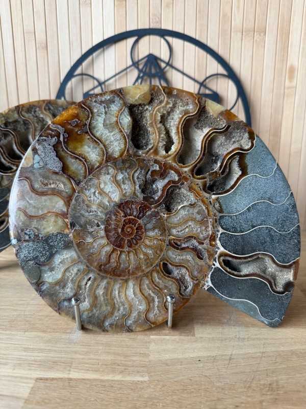 Ammonite (2.475kg)