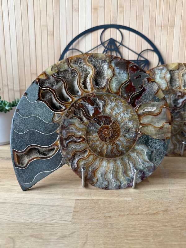 Ammonite (2.475kg)