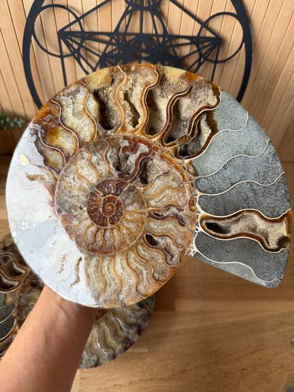 Ammonite (2.475kg)