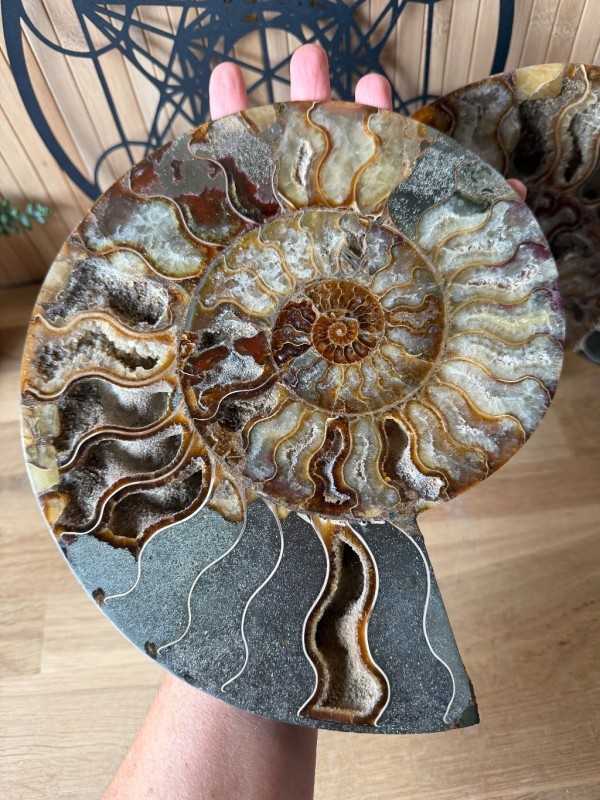 Ammonite (2.475kg)