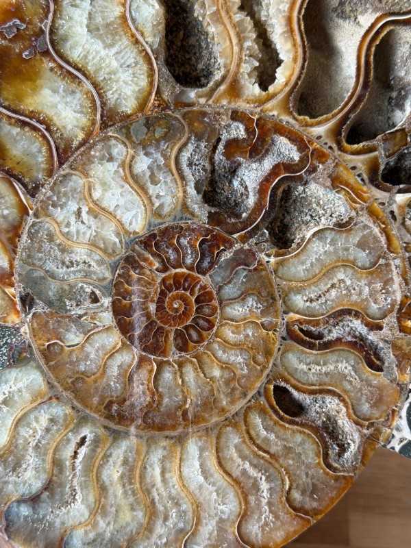 Ammonite (2.475kg)