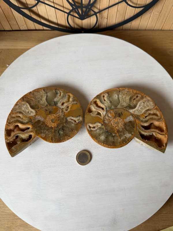 Ammonite (0.53kg)
