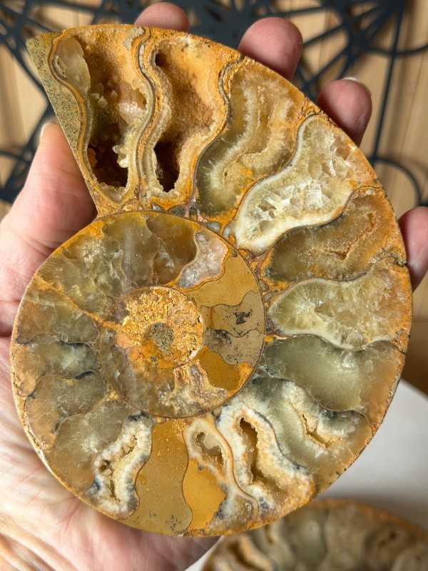 Ammonite (0.53kg)