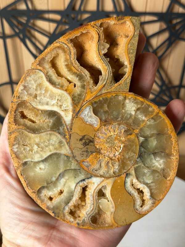 Ammonite (0.53kg)