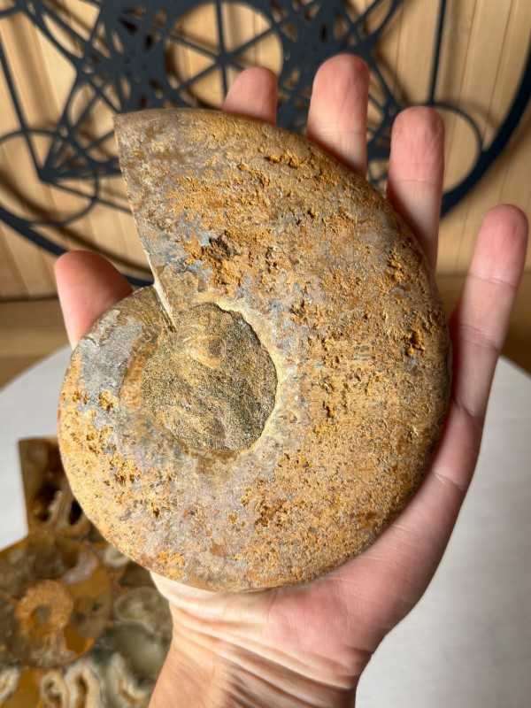Ammonite (0.53kg)