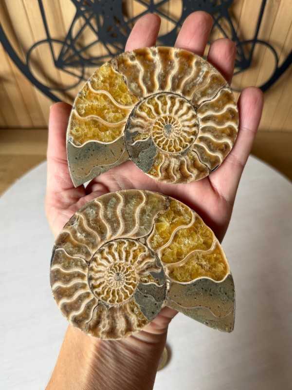 Ammonite (0.2kg)