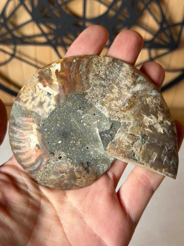 Ammonite (0.2kg)