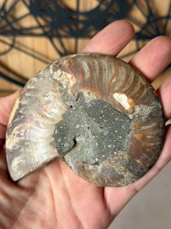 Ammonite (0.2kg)