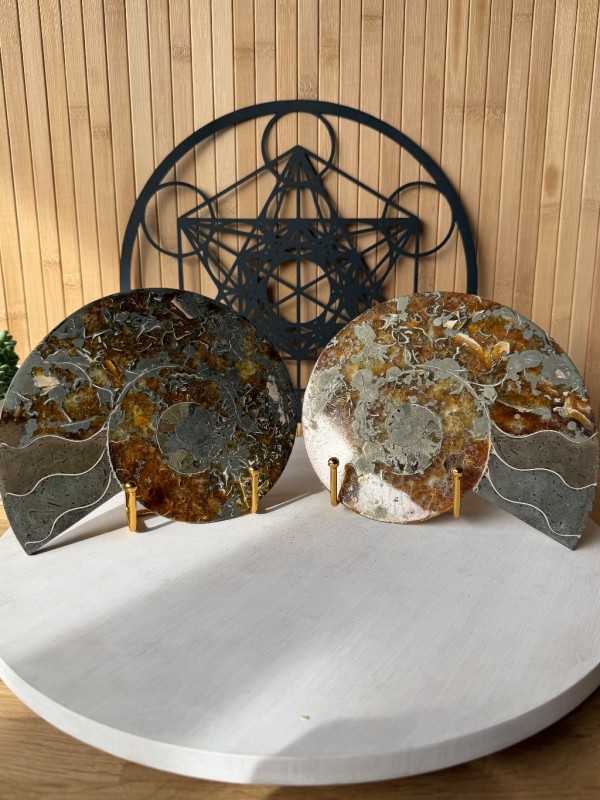 Ammonite (1.71kg)