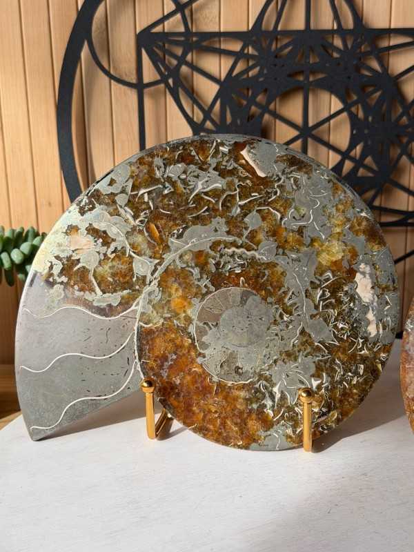 Ammonite (1.71kg)