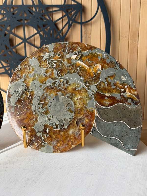 Ammonite (1.71kg)