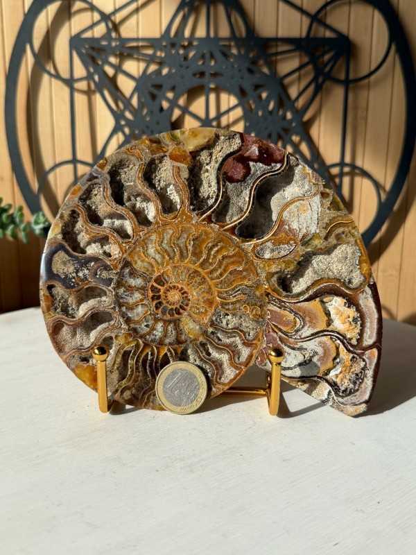 Ammonite (0.34kg)