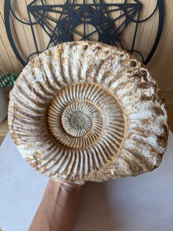 Ammonite (2.73kg)