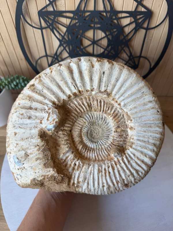 Ammonite (2.73kg)