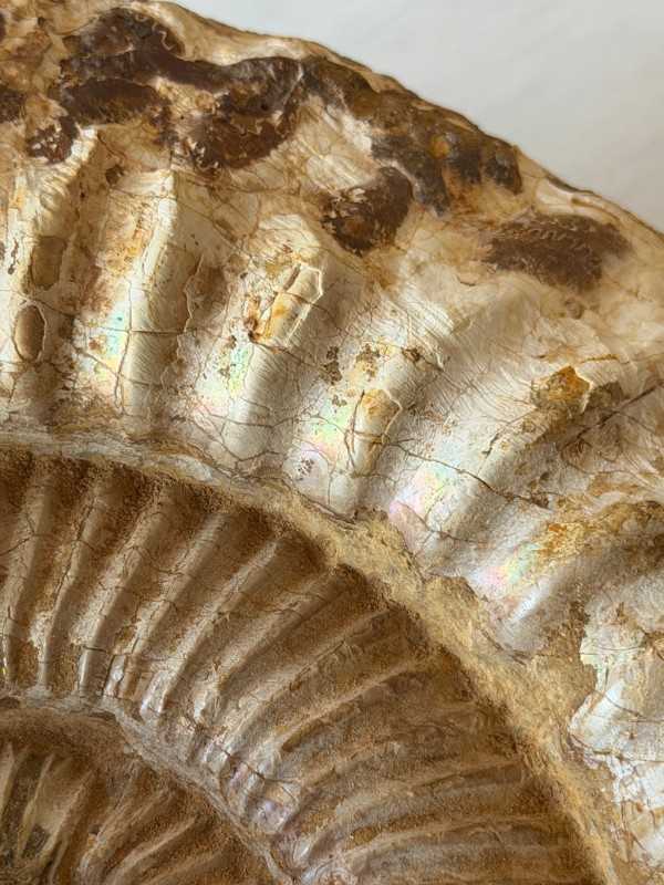 Ammonite (2.73kg)