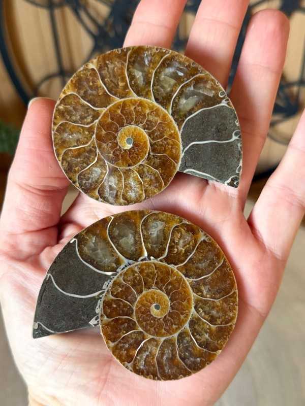 Ammonite (0.111kg)