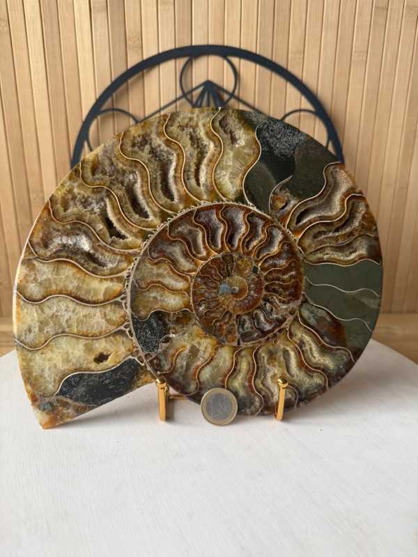 Ammonite (1.31kg)