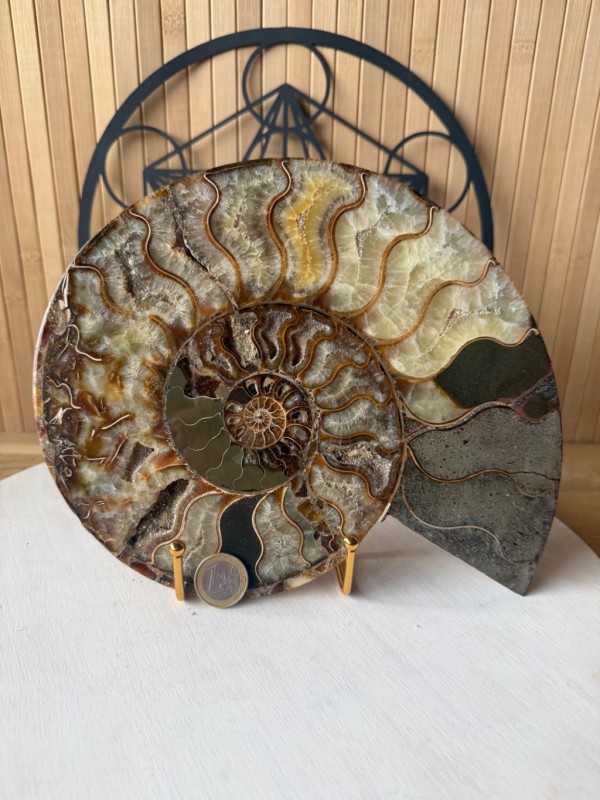 Ammonite (1.365kg)
