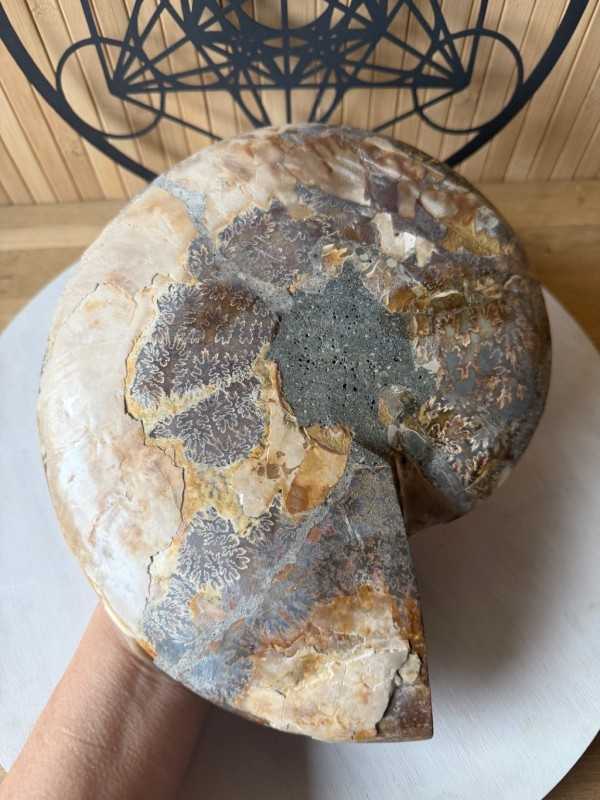 Ammonite (1.365kg)