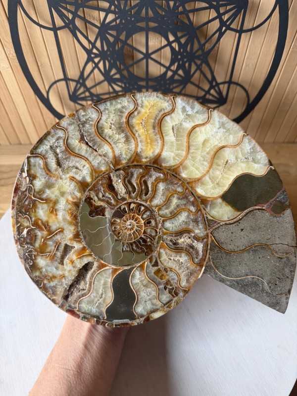 Ammonite (1.365kg)